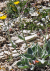 Einzelbild 7 Filziges Habichtskraut - Hieracium tomentosum