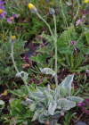 Einzelbild 8 Filziges Habichtskraut - Hieracium tomentosum