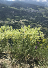 Einzelbild 5 Schweizer Lotwurz - Onosma helvetica