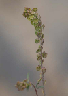 Einzelbild 1 Schildschötchen - Clypeola jonthlaspi