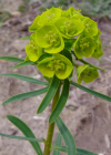 Einzelbild 4 Rutenförmige Wolfsmilch - Euphorbia virgata