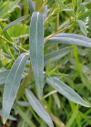 Einzelbild 8 Rutenförmige Wolfsmilch - Euphorbia virgata