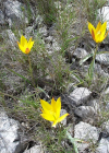 Einzelbild 3 Südliche Weinberg-Tulpe - Tulipa sylvestris subsp. australis