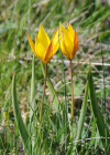 Einzelbild 4 Südliche Weinberg-Tulpe - Tulipa sylvestris subsp. australis