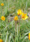 Einzelbild 5 Südliche Weinberg-Tulpe - Tulipa sylvestris subsp. australis