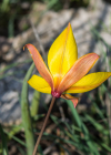 Einzelbild 6 Südliche Weinberg-Tulpe - Tulipa sylvestris subsp. australis