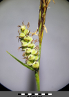 Einzelbild 3 Filz-Segge - Carex tomentosa