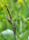 Einzelbild 4 Filz-Segge - Carex tomentosa