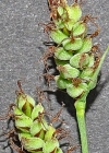 Einzelbild 5 Filz-Segge - Carex tomentosa