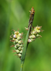 Einzelbild 7 Filz-Segge - Carex tomentosa