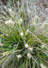 Einzelbild 2 Hallers Segge - Carex halleriana