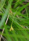 Einzelbild 4 Hallers Segge - Carex halleriana