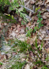 Einzelbild 6 Hallers Segge - Carex halleriana