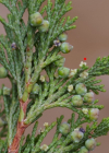 Einzelbild 8 Sefistrauch - Juniperus sabina
