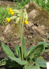 Einzelbild 1 Graufilzige Frühlings-Schlüsselblume - Primula veris subsp. columnae
