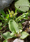 Einzelbild 2 Graufilzige Frühlings-Schlüsselblume - Primula veris subsp. columnae