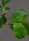 Einzelbild 2 Ohr-Weide - Salix aurita
