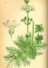 Einzelbild 2 Wasserfeder - Hottonia palustris