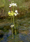 Einzelbild 3 Wasserfeder - Hottonia palustris