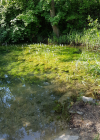 Einzelbild 5 Wasserfeder - Hottonia palustris