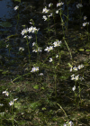 Einzelbild 6 Wasserfeder - Hottonia palustris