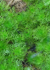 Einzelbild 7 Wasserfeder - Hottonia palustris