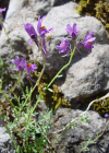 Einzelbild 1 Jura-Leinkraut - Linaria alpina subsp. petraea