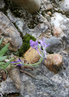 Einzelbild 6 Jura-Leinkraut - Linaria alpina subsp. petraea