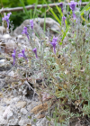 Einzelbild 7 Jura-Leinkraut - Linaria alpina subsp. petraea