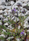 Einzelbild 8 Jura-Leinkraut - Linaria alpina subsp. petraea