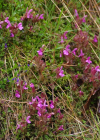 Einzelbild 6 Waldmoor-Läusekraut - Pedicularis sylvatica