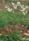 Einzelbild 1 Knolliger Geissbart - Filipendula vulgaris