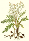 Einzelbild 3 Knolliger Geissbart - Filipendula vulgaris