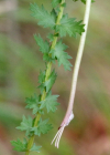 Einzelbild 5 Knolliger Geissbart - Filipendula vulgaris