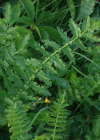 Einzelbild 6 Knolliger Geissbart - Filipendula vulgaris