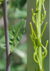 Einzelbild 6 Österreicher Rauke - Sisymbrium austriacum