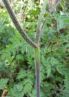 Einzelbild 5 Gelbfrüchtiger Kälberkropf - Chaerophyllum aureum