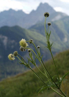 Einzelbild 1 Alpen-Schuppenkopf - Cephalaria alpina