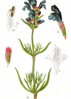 Einzelbild 1 Berg-Drachenkopf - Dracocephalum ruyschiana