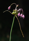 Einzelbild 5 Gewöhnlicher Gekielter Lauch - Allium carinatum subsp. carinatum
