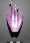 Einzelbild 8 Gewöhnlicher Gekielter Lauch - Allium carinatum subsp. carinatum