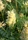 Einzelbild 3 Kichererbsen-Tragant - Astragalus cicer