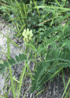 Einzelbild 4 Kichererbsen-Tragant - Astragalus cicer