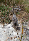 Einzelbild 5 Kichererbsen-Tragant - Astragalus cicer