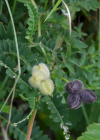 Einzelbild 6 Kichererbsen-Tragant - Astragalus cicer