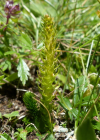 Einzelbild 8 Dorniger Moosfarn - Selaginella selaginoides