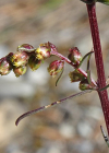 Einzelbild 8 Feld-Beifuss - Artemisia campestris