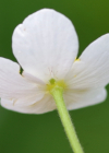Einzelbild 8 Eisenhutblättriger Hahnenfuss - Ranunculus aconitifolius