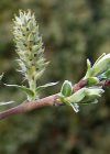 Einzelbild 2 Moor-Weide - Salix repens