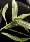 Einzelbild 3 Mandel-Weide - Salix triandra